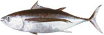 Albacore-Tuna