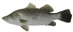 Barrafish