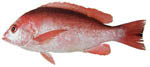Red_Snapper
