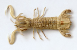 mantis-shrimp2