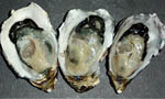pacific_oyster