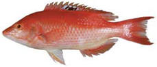 pigfish
