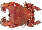 spanner_crab