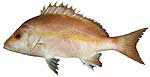 yellow_banded_snapper